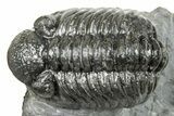 Phacopid (Adrisiops) Trilobite - Jbel Oudriss, Morocco #251657-1